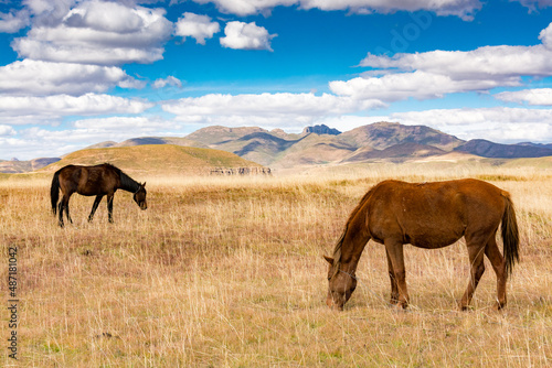 Travel to Lesotho. Two horses graze the dry grass in a mountain landscape