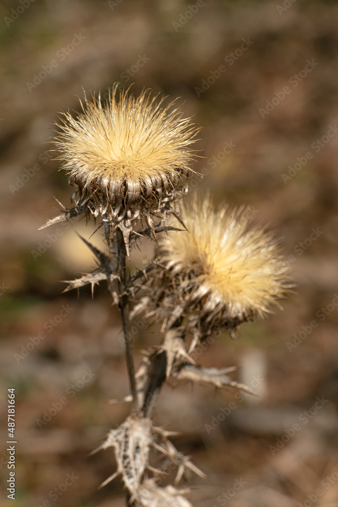 close-up view of a toasted thistle - carline thistle - Carlina vulgaris close-up view of a toasted thistle - carline thistle - Carlina vulgaris