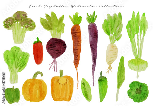 set of cute hand drawn vegetables watercolor