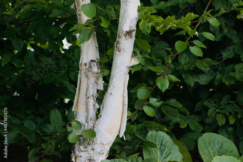 Fototapeta Naklejka Na Ścianę i Meble -  Kora drzewa brzozy