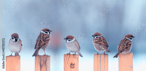 flock of small sparrow birds are sitting on a wooden fence in the village