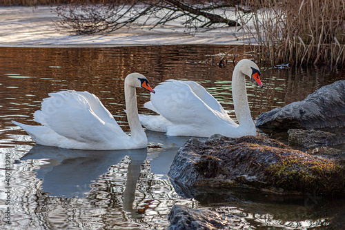 Fototapeta Naklejka Na Ścianę i Meble -  Two swans - Cygnus olor -  a male and a femal swan together