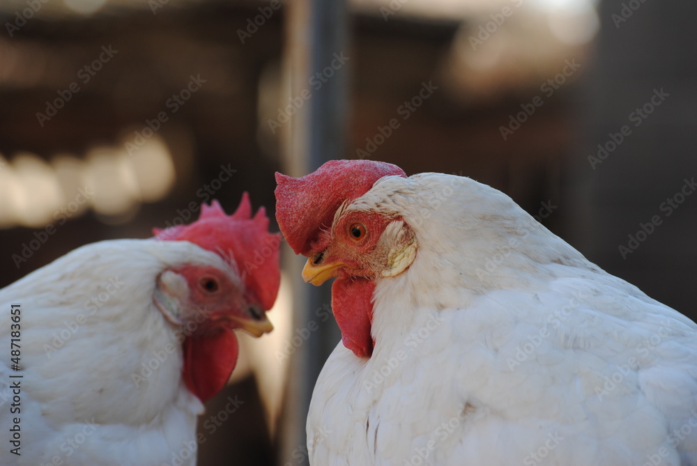 Dos gallinas blancas mirándose 