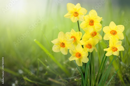 Fototapeta Naklejka Na Ścianę i Meble -  Fresh beautiful Daffodil flowers in gardens