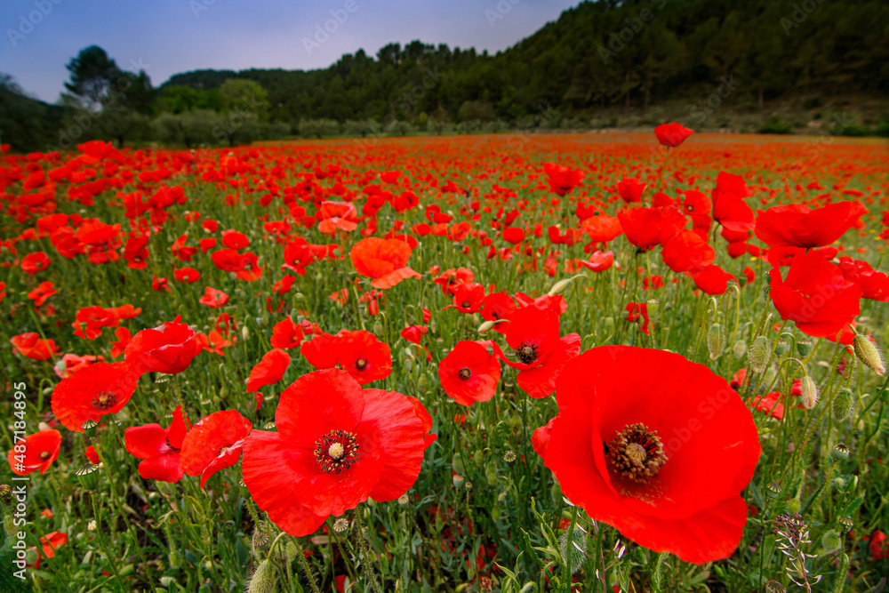 Obraz premium field of poppies