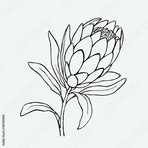 Hand drawn sketch of a protea flower. Vector stock illustration.