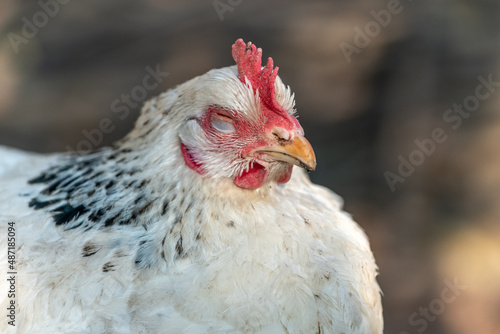 Portrait of a white hen in a chicken coop.