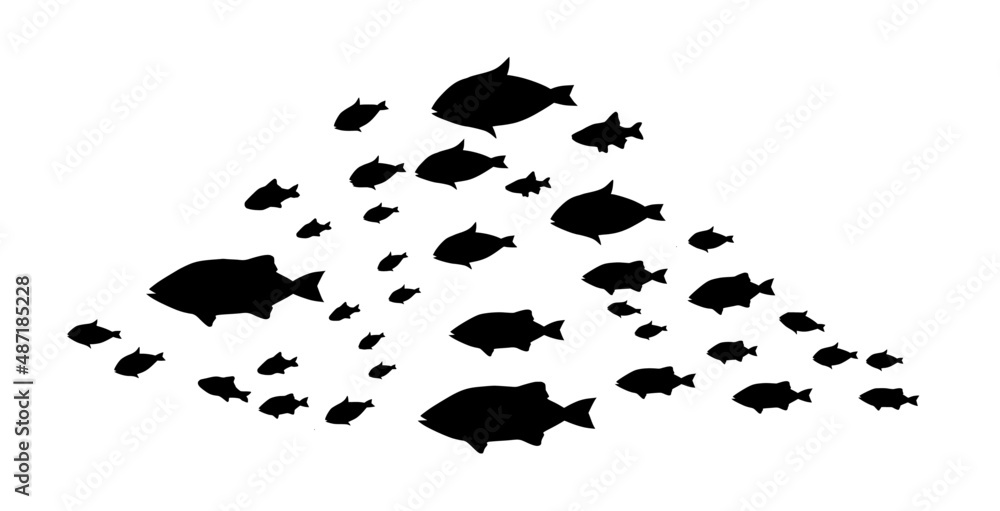 Silhouettes of groups of fishes on white. Vector Silhouettes of groups of fishes on white. Vector