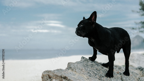 black dog on the beach Bulldog 