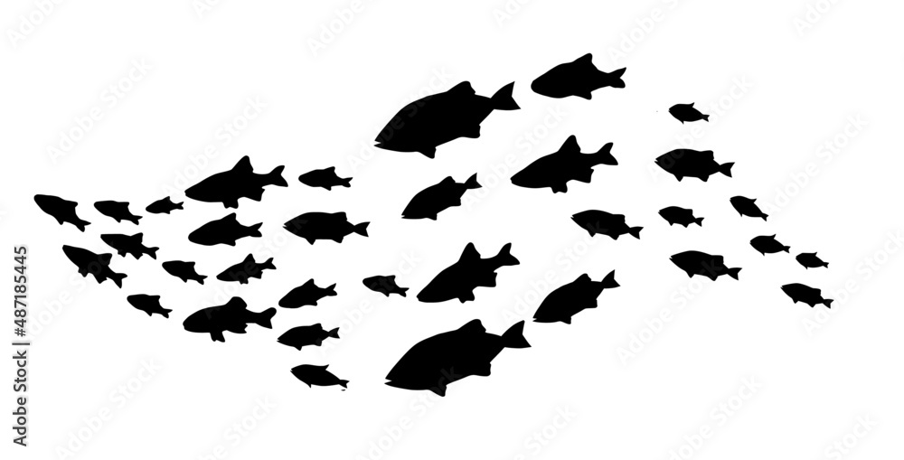 Silhouettes of groups of fishes on white. Vector Silhouettes of groups of fishes on white. Vector