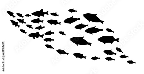 Silhouettes of groups of fishes on white. Vector