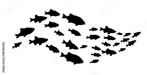Silhouettes of groups of fishes on white. Vector