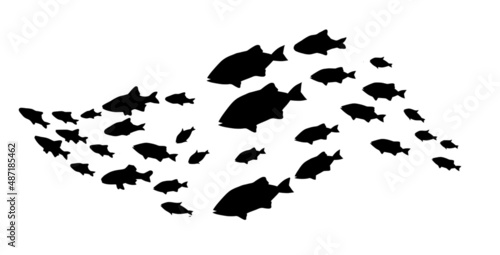 Silhouettes of groups of fishes on white. Vector