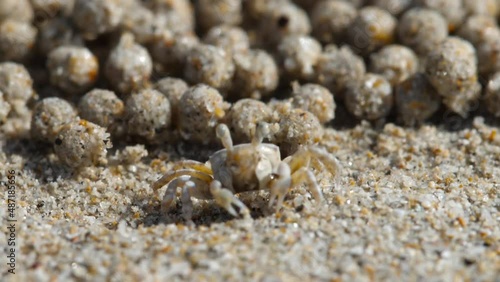 Macro shot, crab and sand balls photo