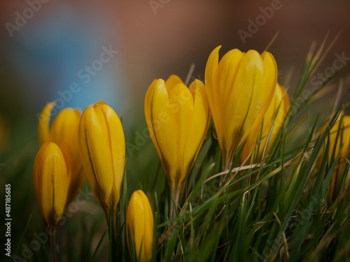 Wild Yellow Crocus 