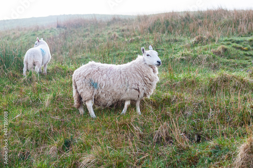 Sheep with her youngster on a hill in the Brecon Beacons National Park.