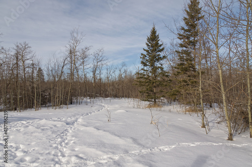 Wallpaper Mural The Edge of a Winter Forest Torontodigital.ca