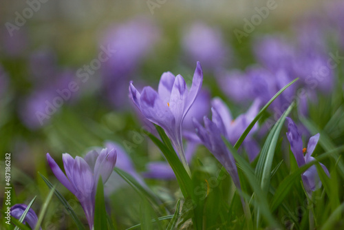 Spring purple crocuses  Crocus heuffelianus  The first spring flower. 