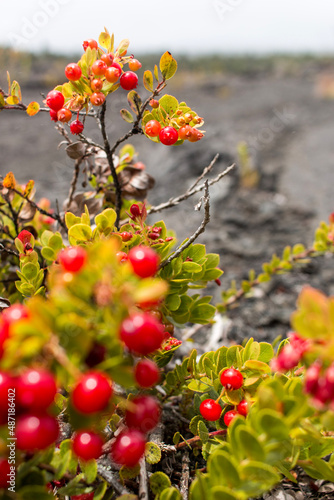 red berries on lava 