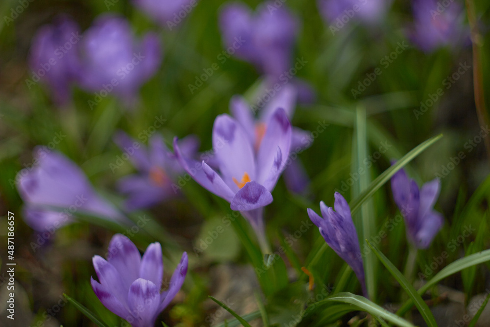 Spring purple crocuses (Crocus heuffelianus) The first spring flower.
Spring purple crocuses (Crocus heuffelianus) The first spring flower.