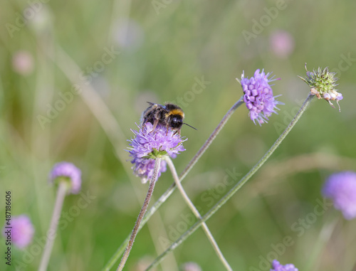 Bee on wild meadow flower