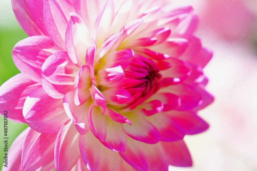 Macroaufnahme von rosafarbener Blüte Macroaufnahme von rosafarbener Blüte