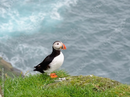 Atlantic puffin in the Faroe Islands © Danielle