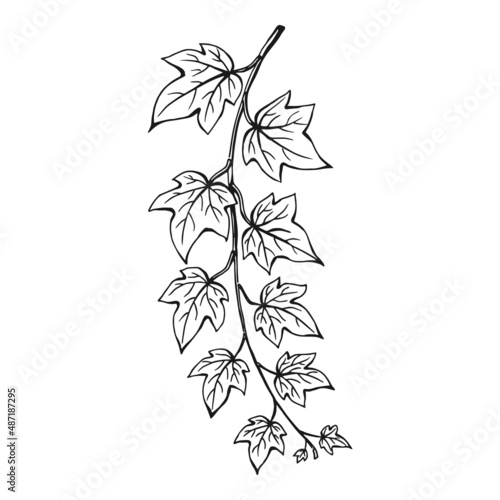 Ivy branch. Hand drawn illustration converted to vector.