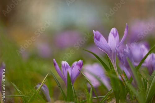Spring purple crocuses  Crocus heuffelianus  The first spring flower. Macro photo.