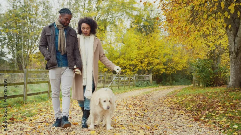 Couple walking with pet golden retriever through autumn countryside together - shot in slow motion Couple walking with pet golden retriever through autumn countryside together - shot in slow motion