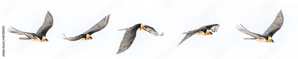 Obraz premium frise présentant le vol du gypaète barbu