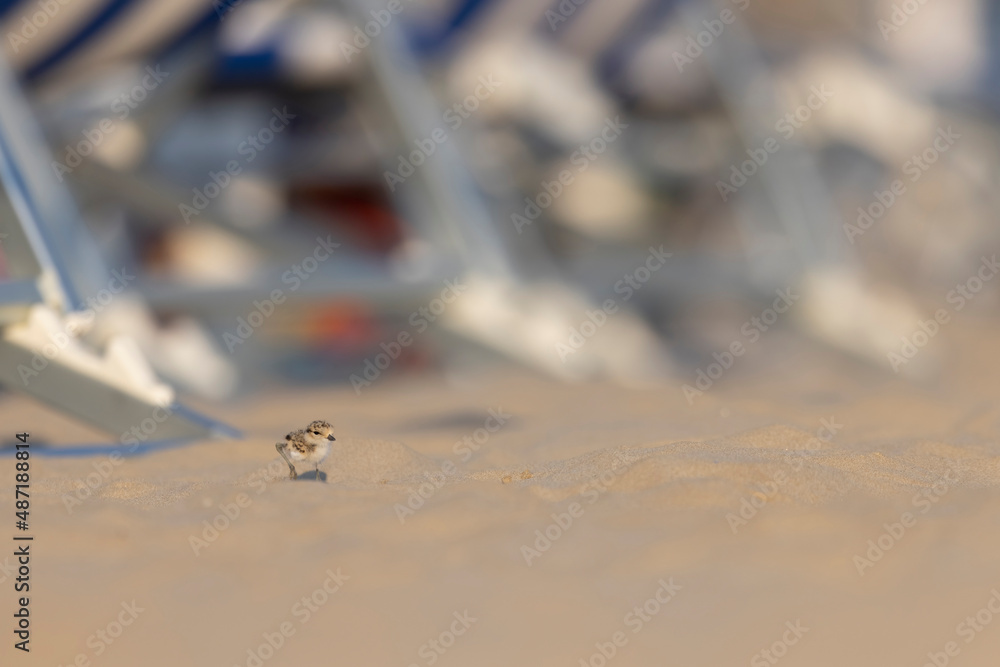 Fototapeta premium Kentish plover chick between deckchairs on the beach