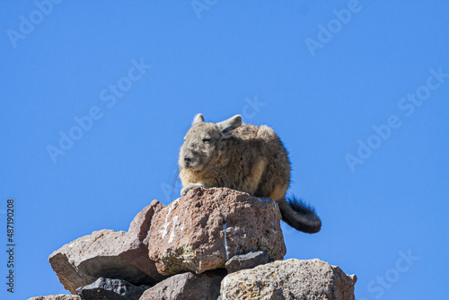 Portrait of a Southern Viscacha (lagidium viscacia) sitiing on rock against blue sky photo