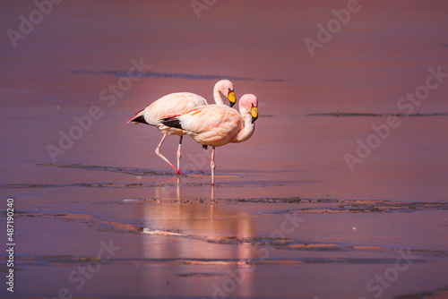 Two James's Flamingo's (Phoenicoparrus jamesi) standing in the half frozen salt lake of Salar Surire in northern Chile
 photo