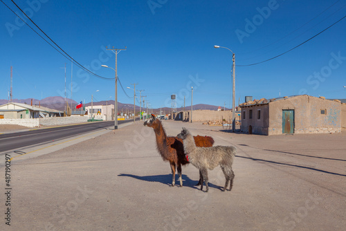 Two Llama's (Llama glama) on the main road in the village of Colchane in the north of Chile photo