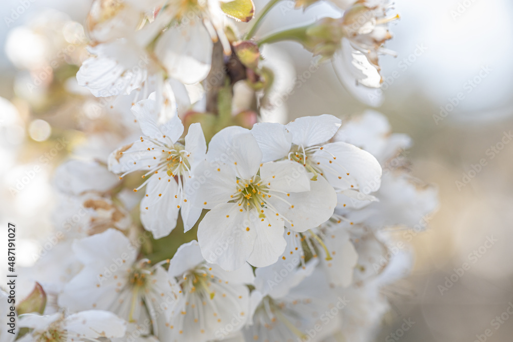 Blooming wild cherry tree closeup in a sunny day on natural garden background. Spring white flowers. chery-tree branch with white flowers. Beautiful natural scene with a flowering tree. Soft focus.