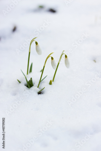 Spring white snowdrops (Galanthus nivalis) in the snow. Beauty of nature. Spring, youth, growth concept. © Nataliia