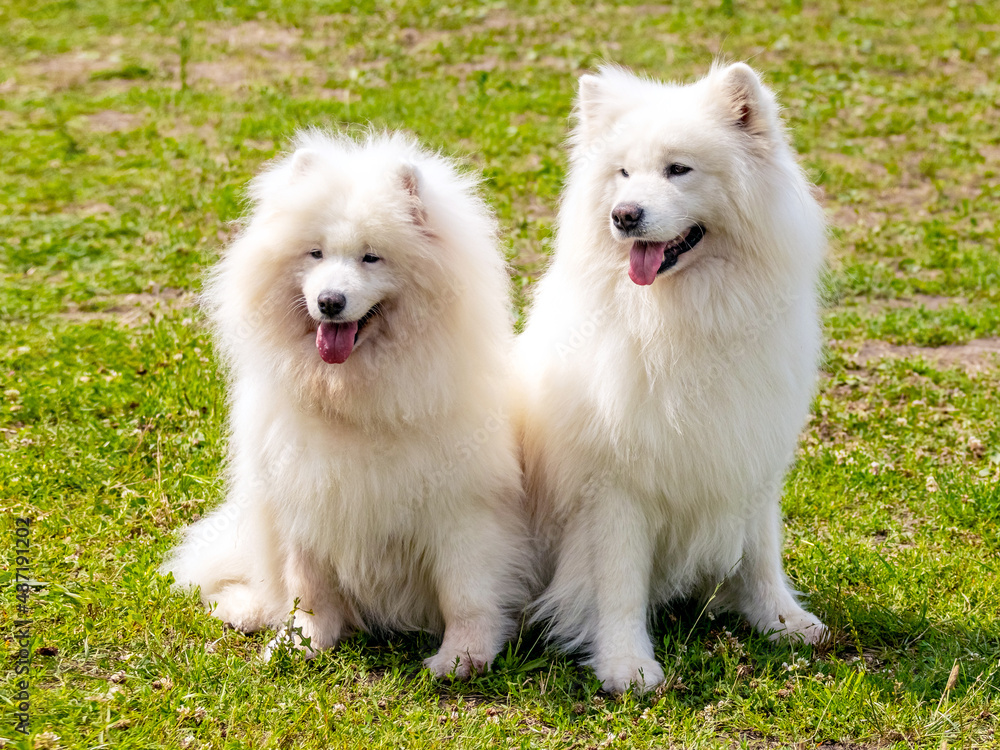 Two shaggy dogs breed Samoyed  sitting on the green grass on a sunny day