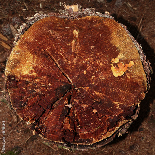 Cross section of pine tree trunk. Belie Luga. Tinevichi. Belarus.  photo