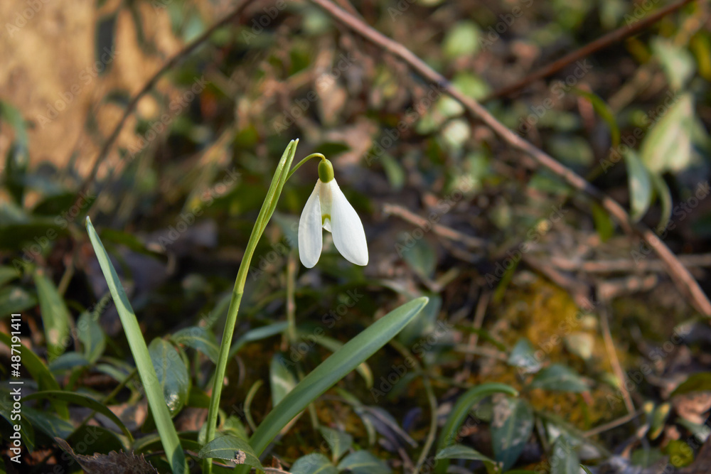 Flower of snowdrop or snowdrop (Galanthus nivalis). Beauty of nature. Spring, youth, growth concept. Flower of snowdrop or snowdrop (Galanthus nivalis). Beauty of nature. Spring, youth, growth concept.