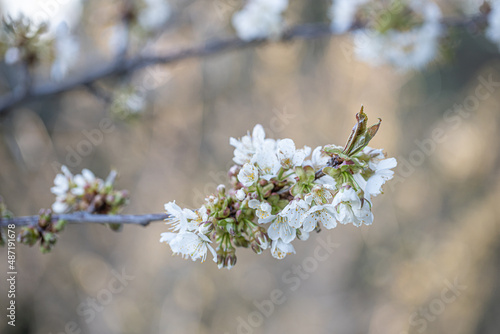 Blooming wild cherry tree closeup in a sunny day on natural garden background. Spring white flowers. chery-tree branch with white flowers. Beautiful natural scene with a flowering tree. Soft focus. © Diana Hlachová