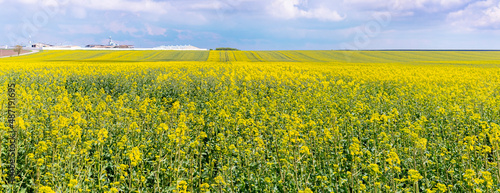 Blooming rapeseed field. Yellow rapeseed flowers in a wide field. Rapeseed cultivation