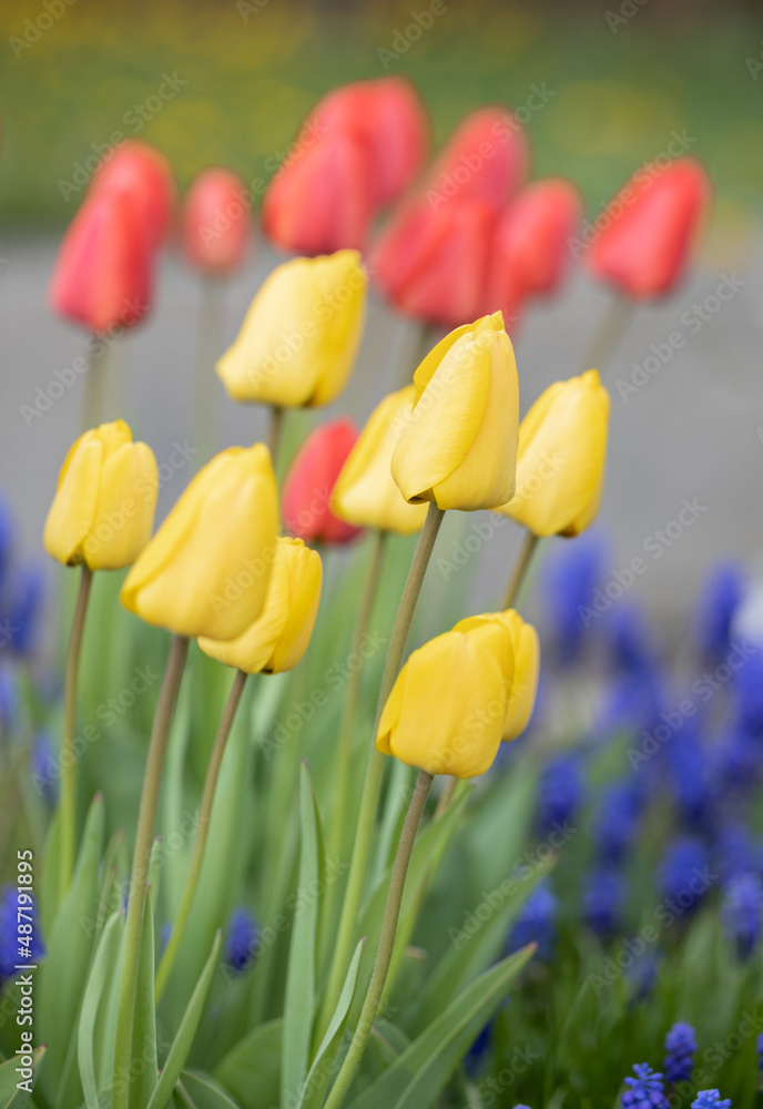 Spring blossoming yellow tulips, bokeh flower background, pastel and soft floral card, selective focus, toned Spring blossoming yellow tulips, bokeh flower background, pastel and soft floral card, selective focus, toned