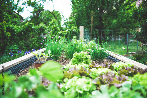 Fresh organic garden herbs