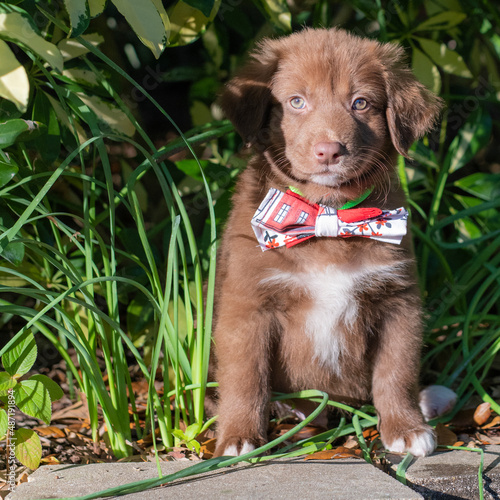 Cute male puppy with bow tie