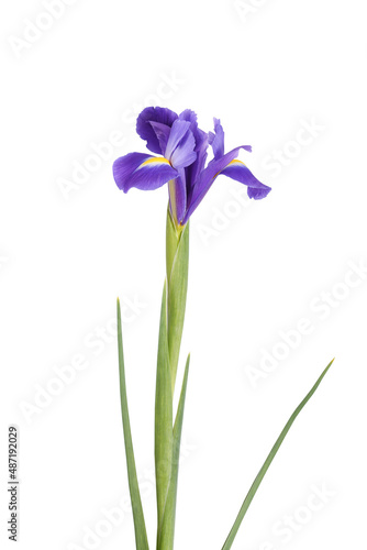 the iris flower stands isolated on a white background