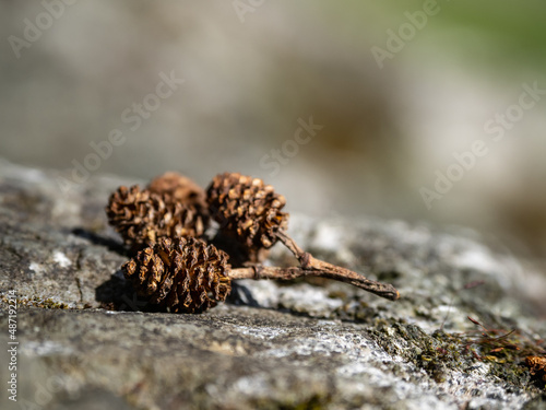 Tiny tree cones resting on rock, close up.