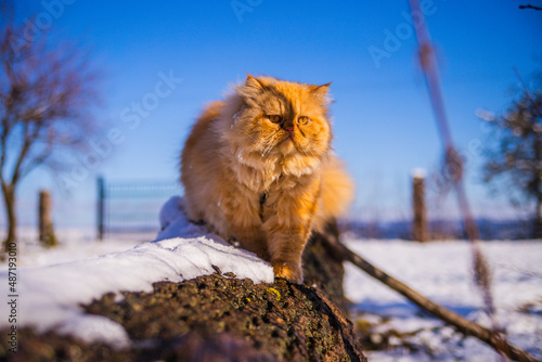 kot perski pers zima spacer śnieg