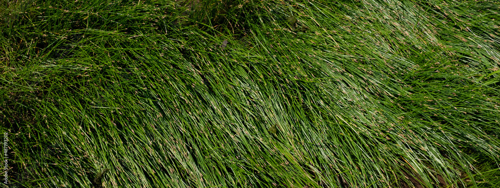 Background of green grass on a hot sunny day, close-up Background of green grass on a hot sunny day, close-up