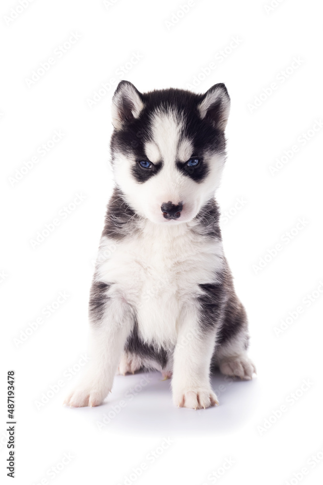 Purebred Siberian Husky puppy with blue eyes isolated on white background